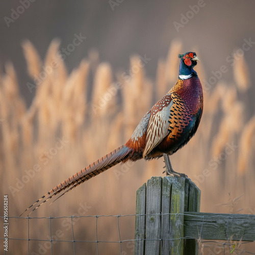 Male pheasant perched on wooden fence post with blurred backgrou