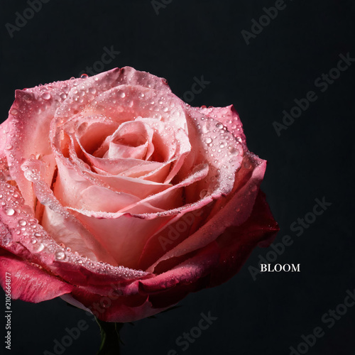 A Close Up Shot Of A Pink Rose Covered In Water Droplets Against A Black Background With The Word Bloom Written In The Bottom Right Corner