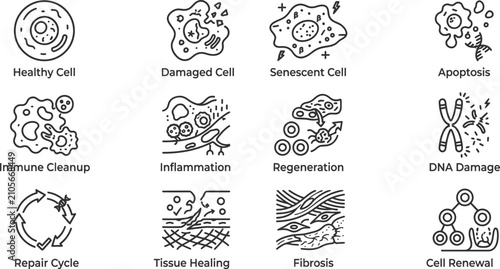 Cellular damage repair and tissue regeneration vector icon set outlining cell senescence processes