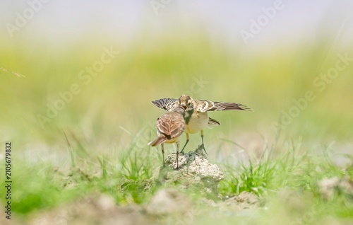 A Western Yellow Wagtail (Motacilla flava) is feeding its chick on the shore of Lake Erçek in Van.
