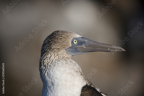 Fotografie Blue-footed booby in the Galapagos Islands