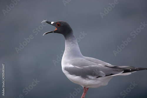 фотографія Swallow-tailed gull  being noisy on the Galapagos