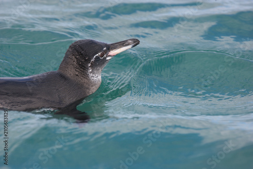 Tableau sur toile Galapagos penguin swimming off the shore of the Galapagos Islands