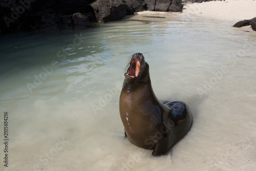 Galapagos sealion vocalizing along the schore in the Galapagos Islands