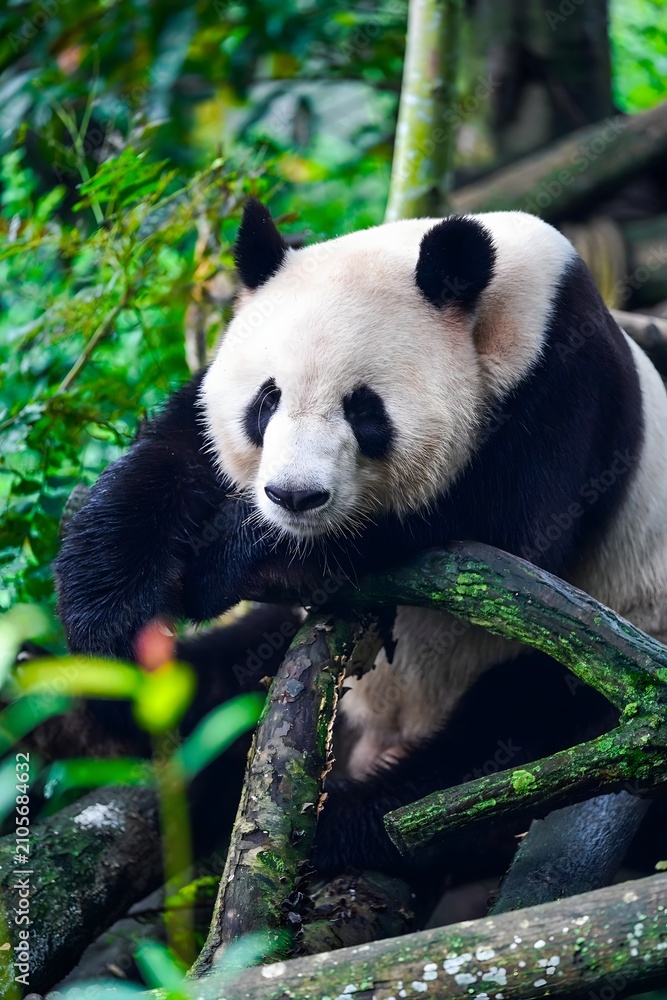 Naklejka premium Giant panda resting on branches in a lush forest