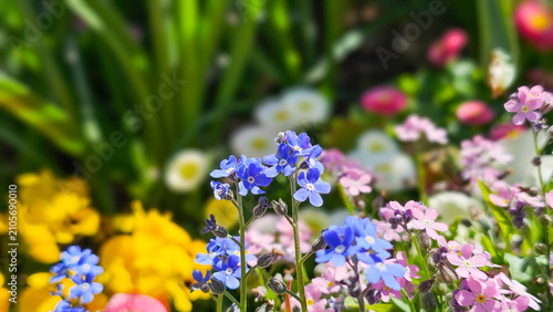 Cuadro en lienzo Blue forget-me-not flowers blooming in a vibrant garden