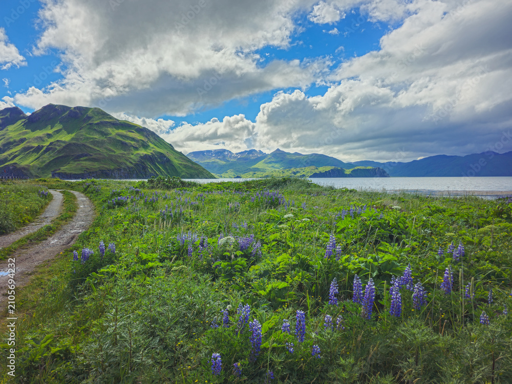 Obraz premium Picturesque coastal path along Alaskan wilderness Unalaska Dutch Harbor