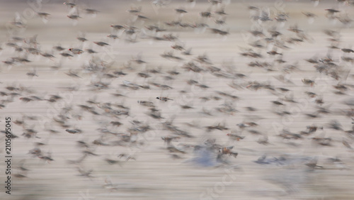 Foto Flock of sparrows flying between a safe perch and waterhole in the arid Kalahari