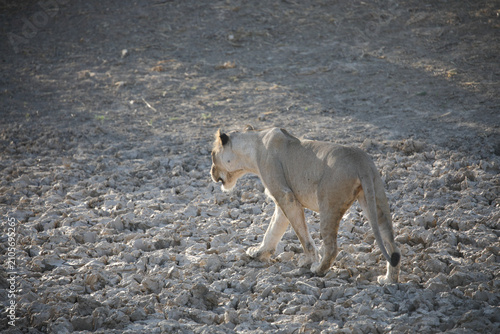 Bild auf Leinwand Lioness walking across arid Kalahari Desert