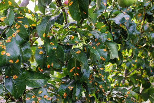 Foto Pear tree leaves affected by fungal rust disease
