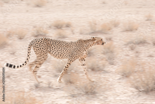 Photography Fast cheetah cat walking across Kalahari Desert sand with artistic motion blur
