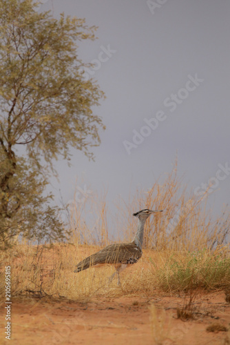 Canvas Print Large kori bustard walking over a red Kalahari sand dune while looking for food