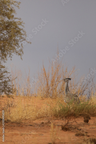 Foto Large kori bustard walking over a red Kalahari sand dune while looking for food