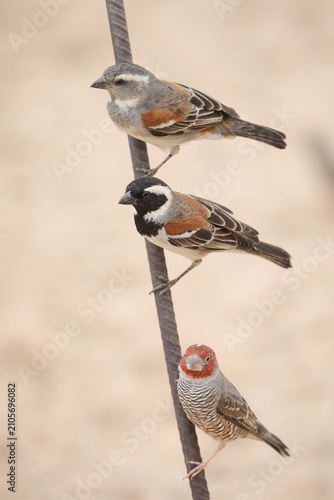 Obraz na płótnie Male and female Cape sparrow along with lonely red-headed finch on a metal pole
