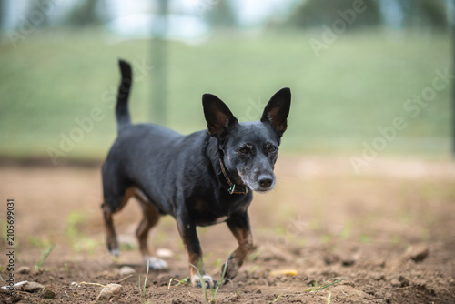 Quadro su tela Small black and tan mixed-breed dog with large erect ears standing outdoors on a pebble surface, looking aside