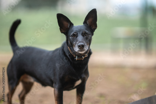 Foto Small black and tan mixed-breed dog with large erect ears standing outdoors on a pebble surface, looking aside