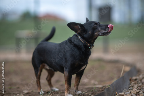 Photography Small black and tan mixed-breed dog with large erect ears standing outdoors on a pebble surface, looking aside