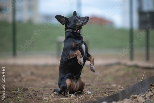 Foto Small black and tan mixed-breed dog with large erect ears standing outdoors on a pebble surface, looking aside