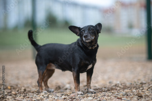 Photography Small black and tan mixed-breed dog with large erect ears standing outdoors on a pebble surface, looking aside