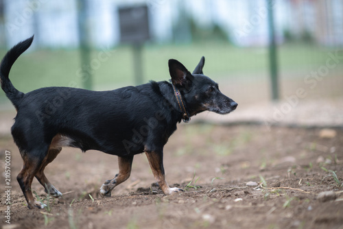 Photography Small black and tan mixed-breed dog with large erect ears standing outdoors on a pebble surface, looking aside