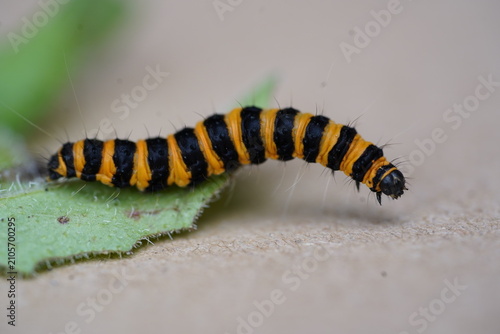 Bright yellow and black striped caterpillar of the cinnabar moth (Tyria jacobaeae) on a ragwort leaf. Caterpillar of the blood bear butterfly. Garbsen, northern Germany.