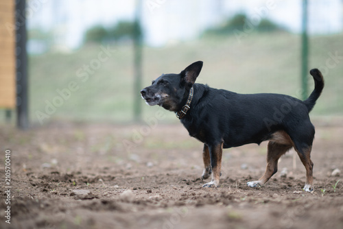 Schilderij op canvas Small black and tan mixed-breed dog with large erect ears standing outdoors on a pebble surface, looking aside