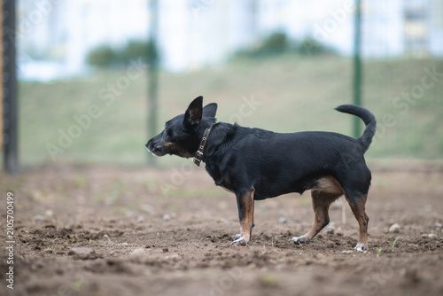 Tableau sur toile Small black and tan mixed-breed dog with large erect ears standing outdoors on a pebble surface, looking aside