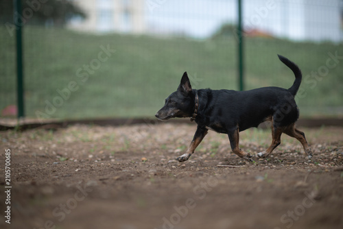 Fotografi Small black and tan mixed-breed dog with large erect ears standing outdoors on a pebble surface, looking aside