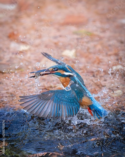 Kingfisher Catching Fish in Splashing Water