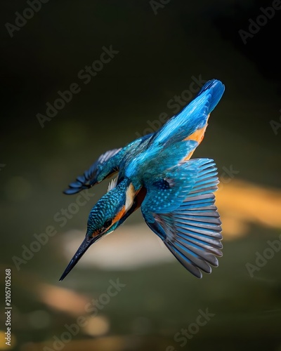 Kingfisher Diving in Flight with Wings Spread
