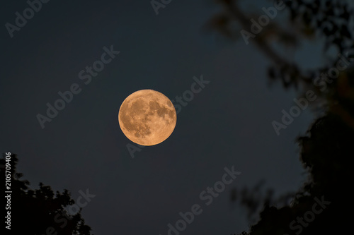 Konstfotografi The beautiful red Strawberry Moon between the treetops on June 11 in the Netherl