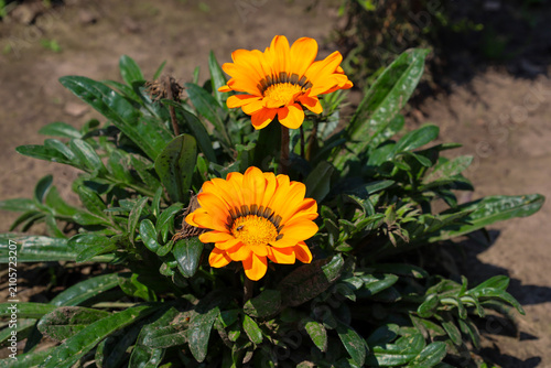 Bright orange gazania flowers bloom among dense green leaves in a sunny garden. The rich sunny color of the petals creates a contrast with the dark greenery and soil. Two blossoms open towards the war
