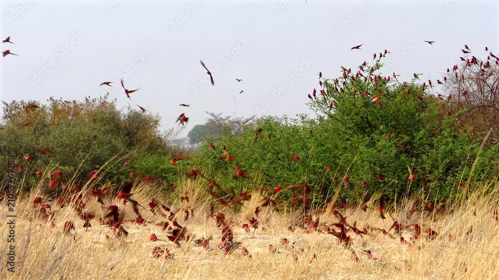 carmine bee-eater colony rise and land again, slo-mo 279