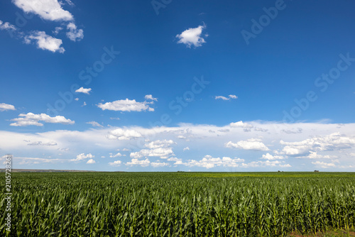 Blue skies and endless green in South Africa