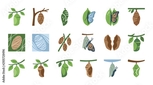 Konstfotografi Butterfly metamorphosis and cocoon life cycle flat icon set
