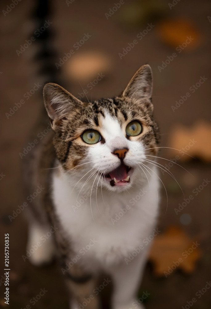 Fototapeta premium Tabby and white cat with wide open mouth and green eyes looking up, domestic pet animal portrait, this domestic pet animal portrait highlights the felines expressive face and detailed fur patterns