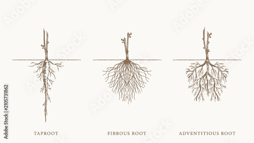 Plant root system diagram. Botanical comparison of taproot, fibrous root and adventitious root with educational labeling for biology textbooks, classrooms and scientific illustrations.