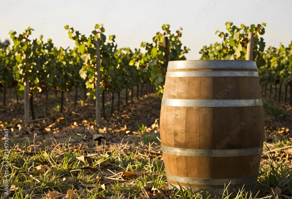 Obraz premium Wooden barrel standing in vineyard during golden hour