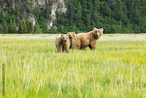 фотографія Coastal brown bear mother with yearling cubs in a grassy field in Alaska