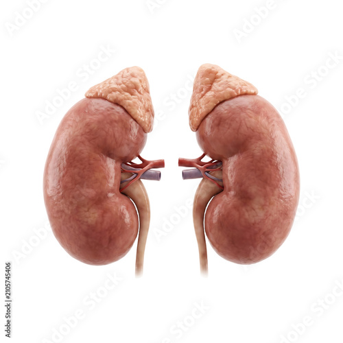 Anatomical 3d rendering of human kidneys with adrenal glands, detailed medical of renal system on a transparent background