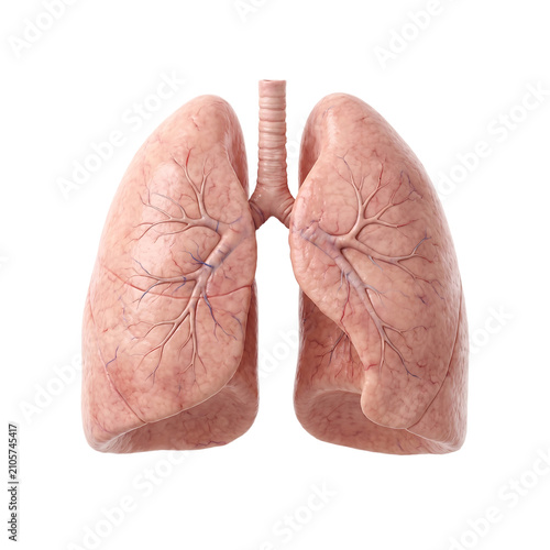 Realistic 3d anatomical model of human lungs with trachea and bronchial tree, detailed medical on a transparent background