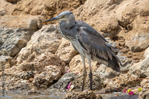 Photos grey heron ardea cinerea