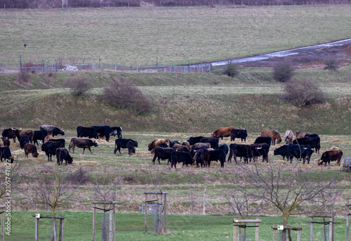 Schilderij op canvas Livestock cattle grazing on a rural green field