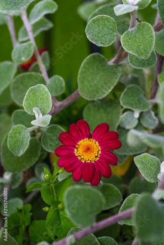 Vertical Close Up of a Red Daisy Flower Among Silvery Green Leaves
