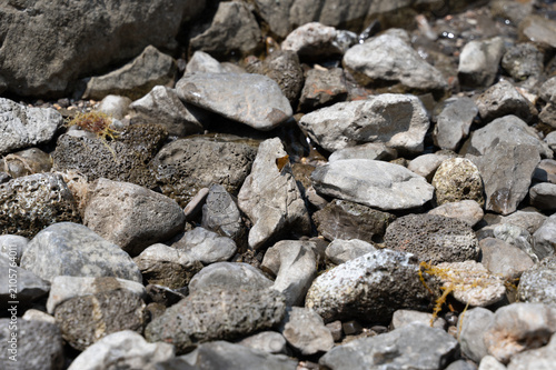 Foto Orange butterfly on stones