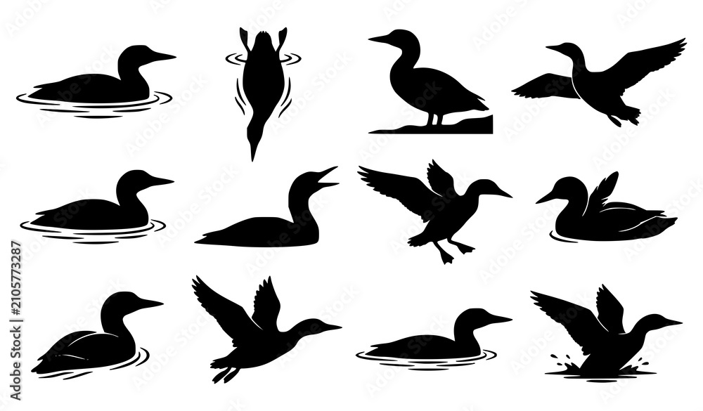 Fototapeta premium Loon Silhouette Vector Illustration Bundle, Collection of Aquatic Bird Designs for Nature and Wildlife