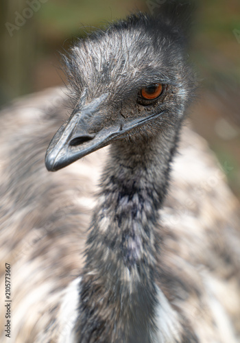 Obraz na plátně A close-up portrait of a large emu, showing detailed feathers, eye and beak