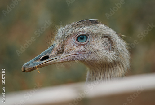 Obraz na plátně A close-up portrait of a large emu, showing detailed feathers, eye and beak