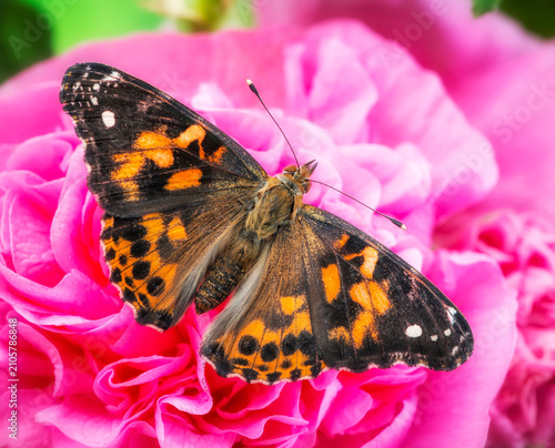 Bild auf Leinwand A painted lady butterfly (vanessa cardui) feeding on a pink hollyhock flower - top view with wings spread open