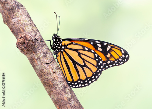 Obraz na płótnie Macro side view of a Monarch butterfly / danaus plexippus - on a natural green b